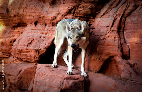 Redrock Wolfdog photo