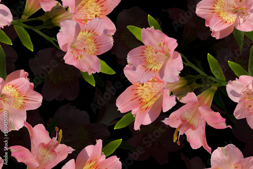 Seamless pattern with pink flowers lilies on a black background.