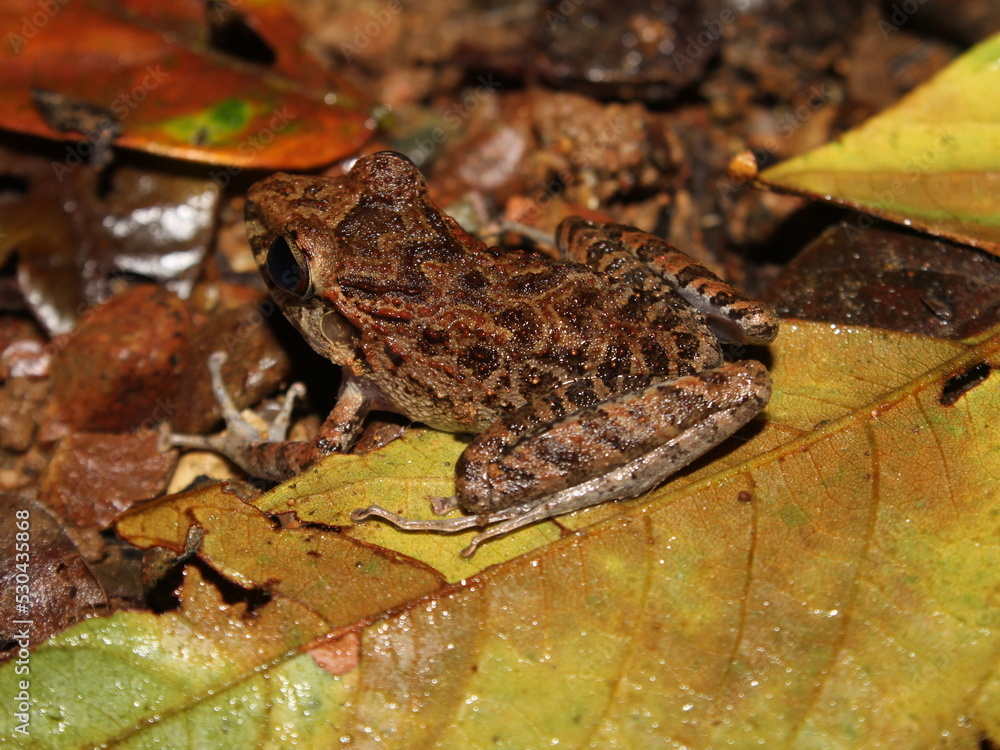 Craugastor frog from the Osa Peninsula of Costa Rica Craugastor frog from the Osa Peninsula of Costa Rica