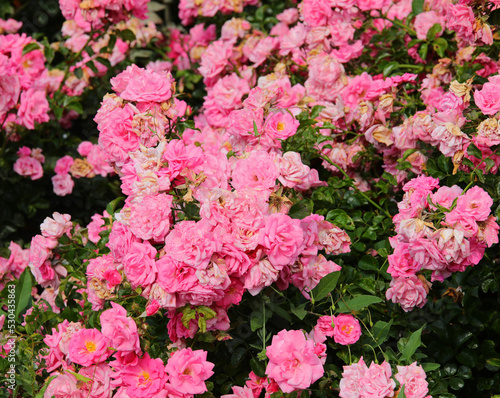 pink flowers in the rose garden blossomed in spring
