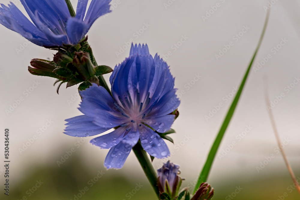 Niebieski kwiat cykorii podróżnik ( cichorium intybus ) z kroplami deszczu na płatkach na tle szarego nieba .  - obrazy, fototapety, plakaty 