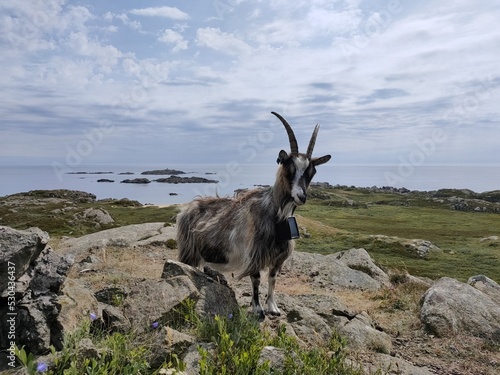goat on the mountain