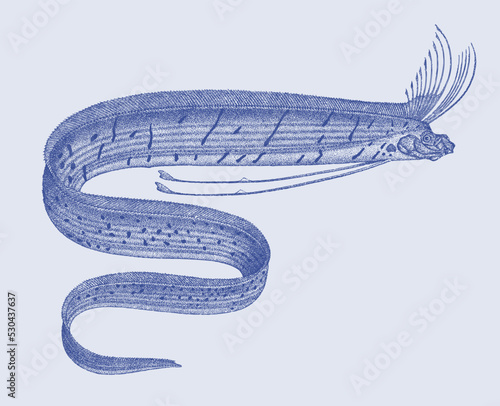 King of herrings regalecus glesne, marine fish in side view