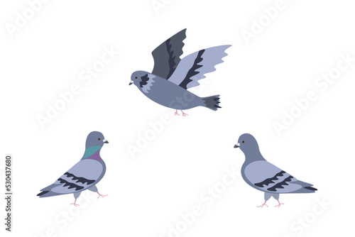 Pigeon and dove vector illustration. Flying pigeon.