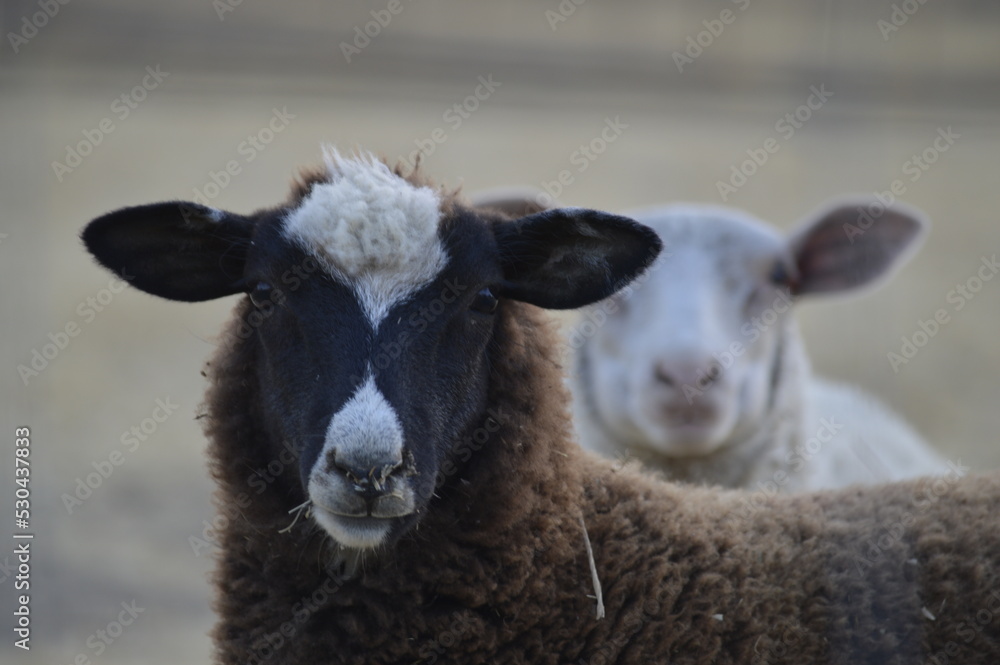 Fototapeta premium Black sheep