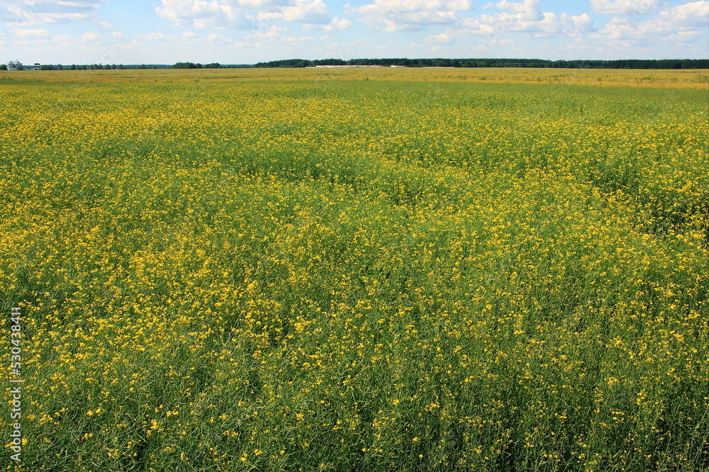 Fototapeta premium A blooming field of rapeseed on agricultural land in the countryside, a summer landscape against a blue sky.