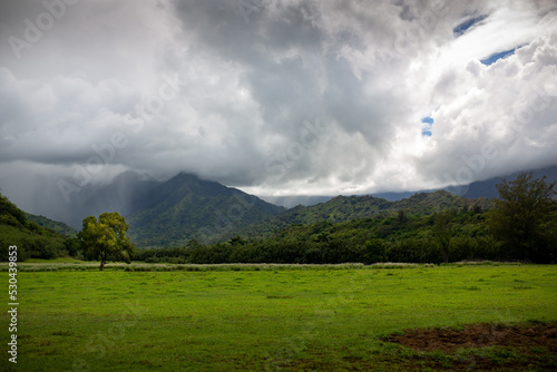 landscape with clouds and single tree in Hawaii 