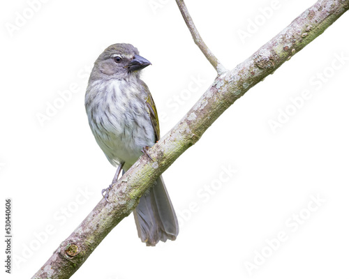 Streaked Saltator (Saltator striatipectus). Bird perched on a diagonal branch