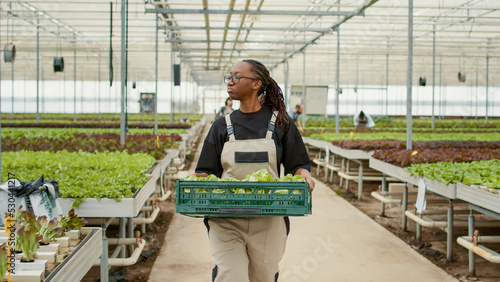 Portrait of smiling african american woman in greenhouse walking while holding crate greeting coworker pushing rack. Organic farm worker carrying fresh lettuce grown without pesticides.