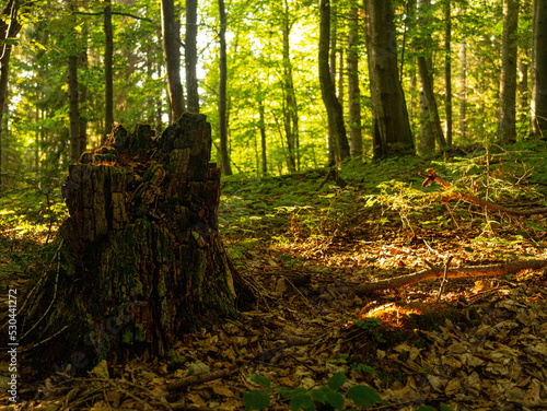 Fototapeta Naklejka Na Ścianę i Meble -  Old trunk in the forest during golden hour