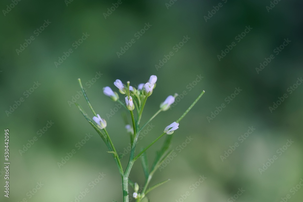 Wood bitter cress, Cardamine flexuosa Wood bitter cress, Cardamine flexuosa