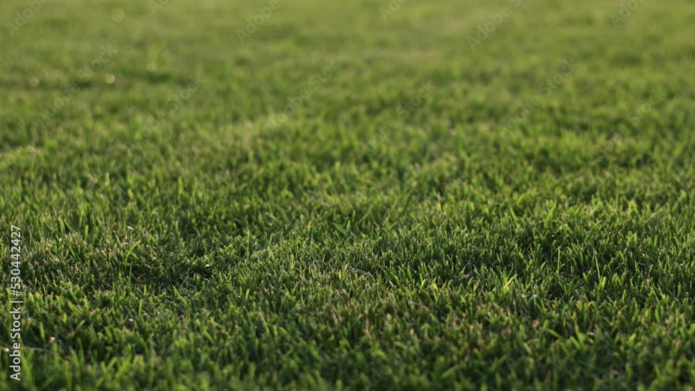 Green grass close-up. cut green juicy lawn. Alpine meadow densely overgrown with grass. Field of grass in perspective. Green grass close-up. cut green juicy lawn. Alpine meadow densely overgrown with grass. Field of grass in perspective.