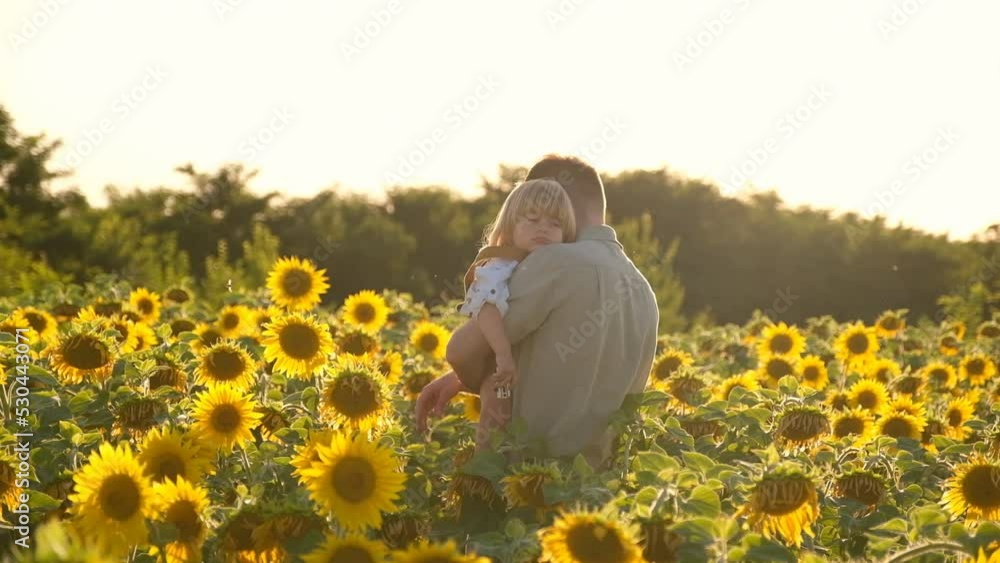 A young father plays with his little child on a walk in a field of sunflowers. Deficit of sunflower oil in the world. Family walk in the countryside in summer at sunset. A young father plays with his little child on a walk in a field of sunflowers. Deficit of sunflower oil in the world. Family walk in the countryside in summer at sunset.