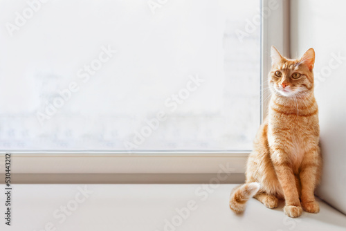 Curious ginger cat sits on window sill. Fluffy pet at home. Domestic animal on horizontal banner with copy space. © Konstantin Aksenov