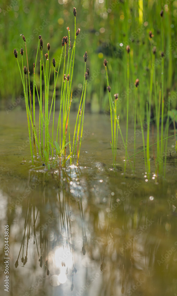 Aquatic grass rooted in a crack in the limestone, growing in a shallow pool in Texas, provides a perch for a small fly. Aquatic grass rooted in a crack in the limestone, growing in a shallow pool in Texas, provides a perch for a small fly.