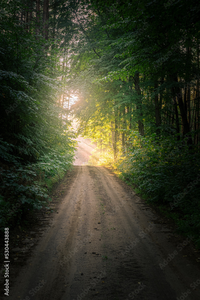 road in the forest road in the forest