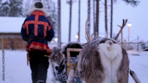 reindeer breeders lead Reindeer with magnificent antlers in harness on deer farm in Lapland, winter landscape on dark polar day, eco-tourism, traditional northern animal husbandry above Arctic Circle