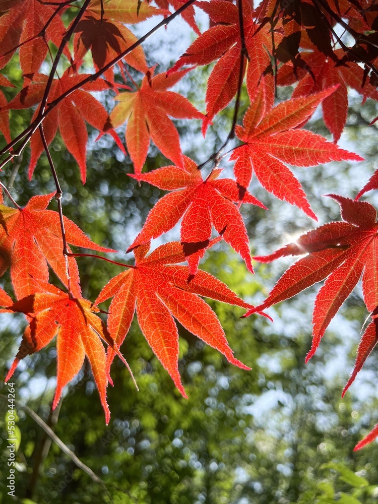 Close-up Japanese maple leaves Close-up Japanese maple leaves