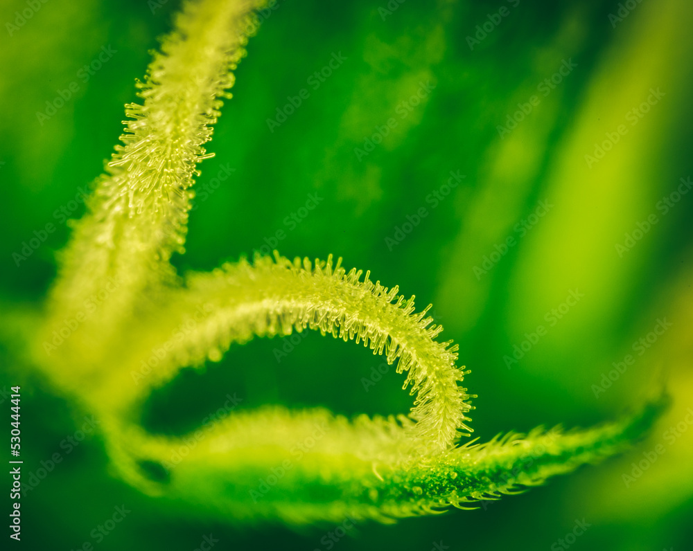 Fototapeta premium Pistils Calyx and Trichomes on Cannabis flowers and leafs in macro view.