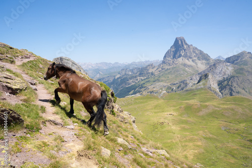 horse walking up a green hill in the mountains of the Pyrenees