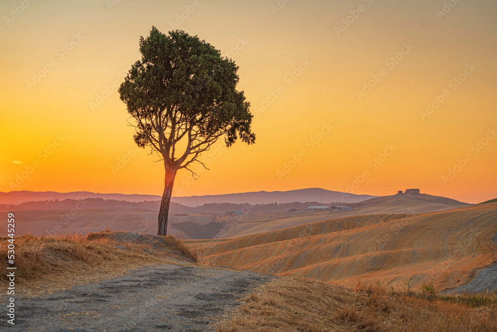 Lone pine tree in the valley with the dirt path leading to the beautiful sunrise across the Tuscany hills, and with the old barn and the orange sky at background