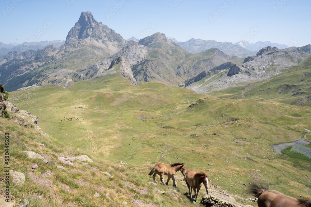 horses pacing free in the mountains of the pyrenees in France