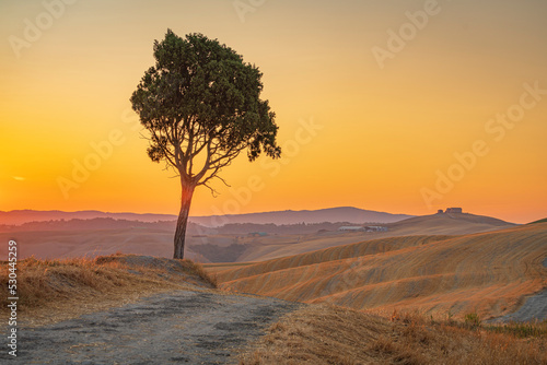 Lone pine tree in the valley with the dirt path leading to the beautiful sunrise across the Tuscany hills  and with the old barn and the orange sky at background