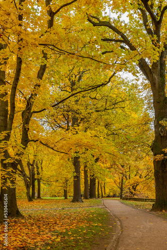 Beautiful maple trees in the park in autumn