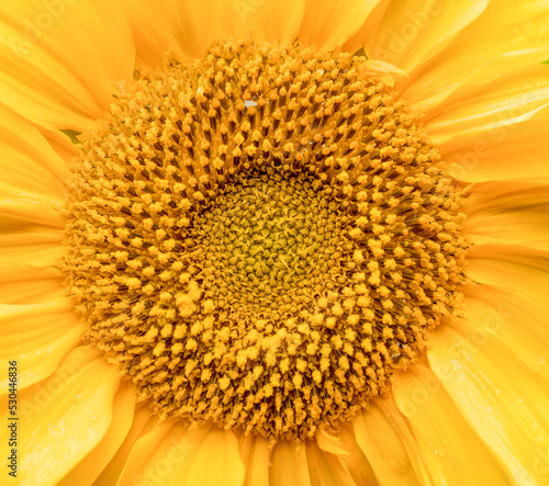 beautiful sunflower.sunflower close-up isolated