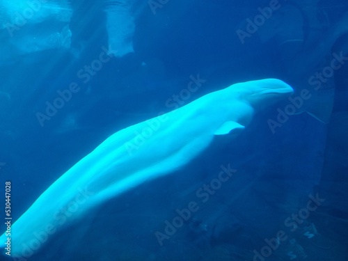 Fotobehang Water Vertebrate Beluga whale Azure Underwater Fin