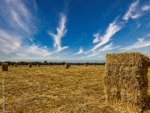 Field with bales of straw under blue sky. Hay field in Oran, Algeria © Iceman_31