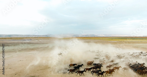 aerial view of wild horses galloping in nature