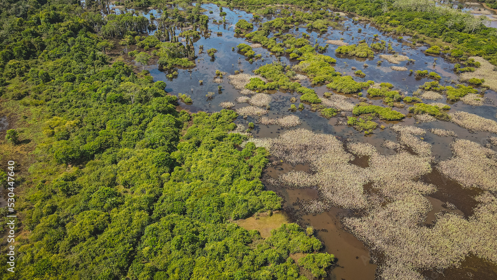 Amazon rainforest in Altamira, Pará, Brazil