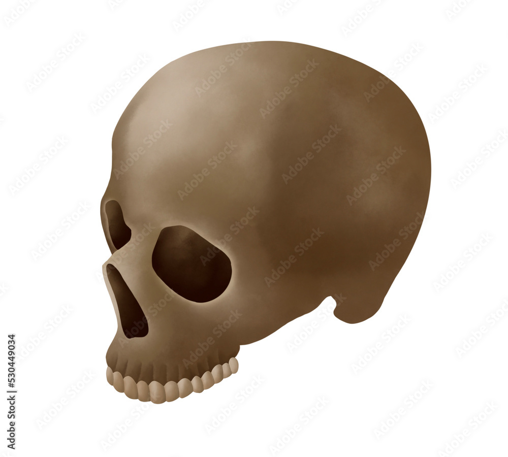 Obraz premium Skull
