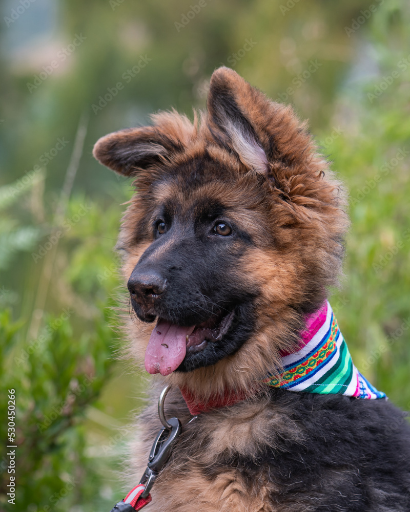german shepherd puppy german shepherd puppy