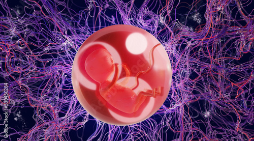 Human embryo in placenta, 3d rendering, medical illustration. Embryo in a glass ball on abstract background. Concept of pregnancy or childbirth. photo