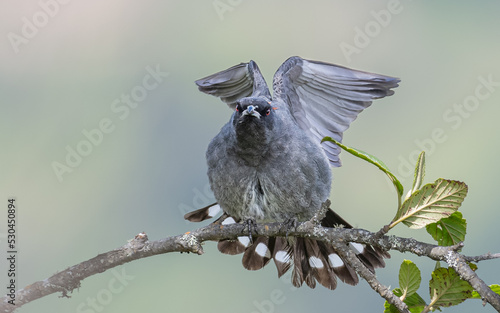 portrait of a red crested cotinga spreading its wings on a branch photo