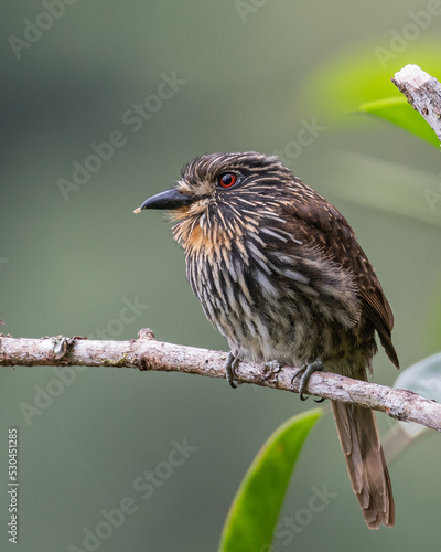 portrait of a black streaked puffbird perched on a branch