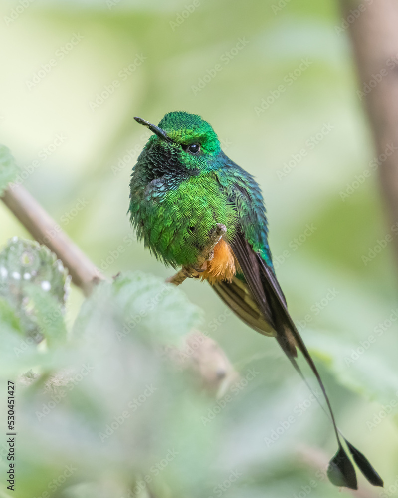 booted racket tail hummingbird on a branch of a tree booted racket tail hummingbird on a branch of a tree