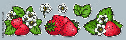 Strawberry group sticker set. Labels with realistic handdrawn berries flowers and leaves. Farmers market badges for organic fruit product packaging, canned jam marmalade juice fresh. Healthy food tag