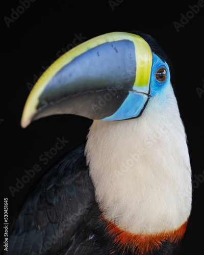 close-up of a white throated toucan