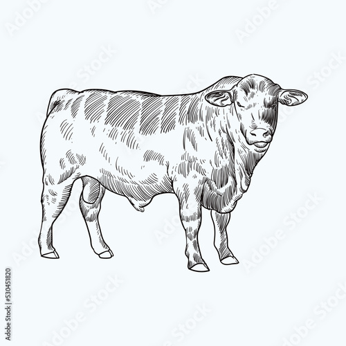 Vintage hand drawn sketch brangus brahman angus  cattle (for more draw like this click Cus) 