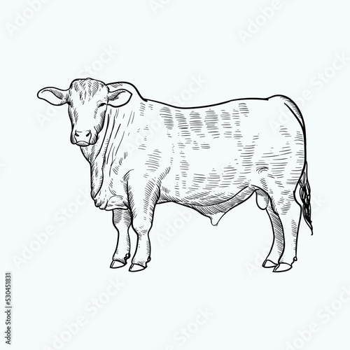 Vintage hand drawn sketch brangus brahman angus  cattle