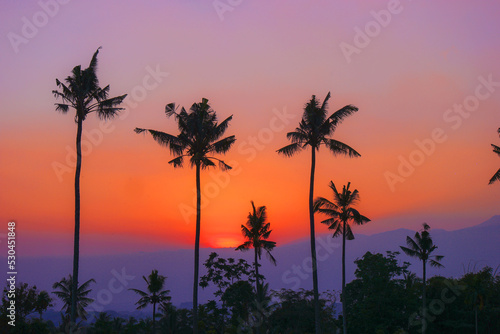 Silhouette of palm trees during sunrise in Jember