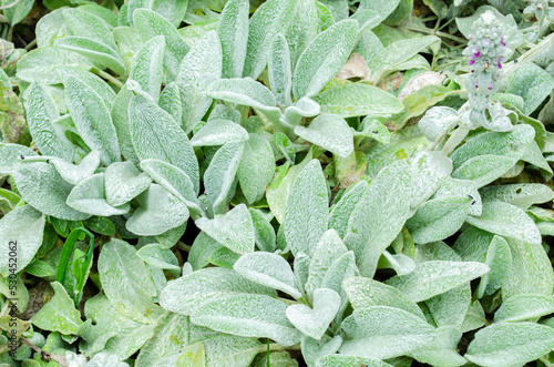 A group of lambs ear foliage growing in a garden
