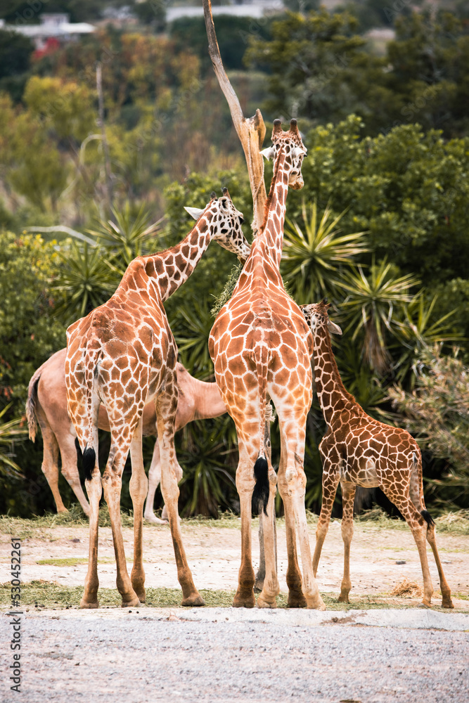 Obraz premium jirafas