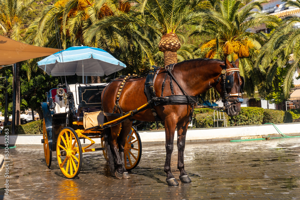 Horse-drawn carriages in the municipality of Mijas in Malaga. Andalusia