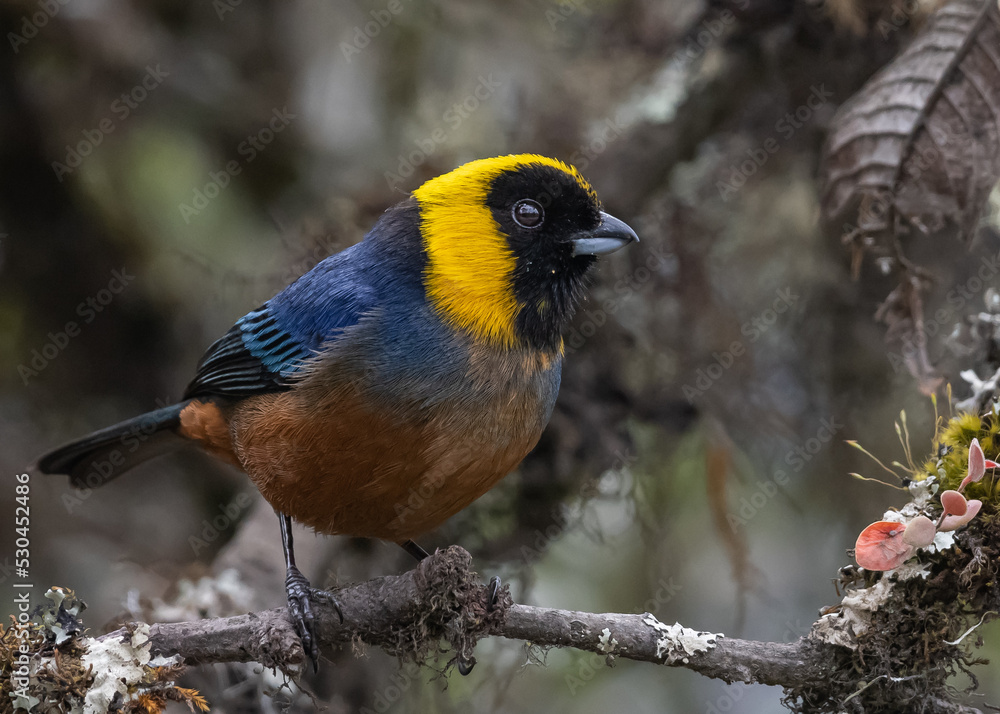 Obraz premium Golden collared tanager perched on a branch