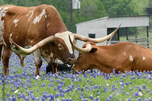 Bluebonnet Longhorns