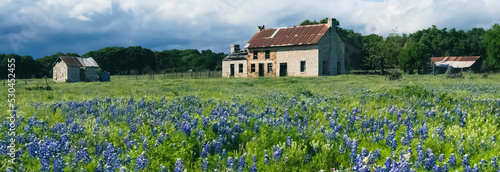 Bluebonnet fields forever